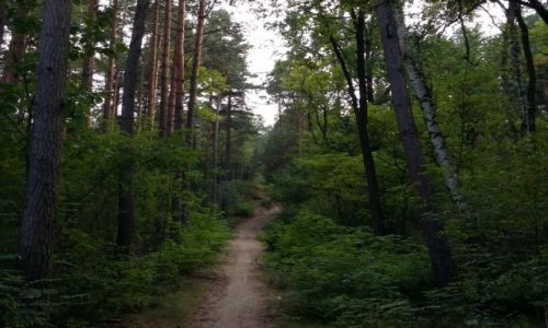 Zdjecie POLSKA / Lubuskie / Zielona Gra / Szlakiem niebieskim na Gr Wilkanowsk