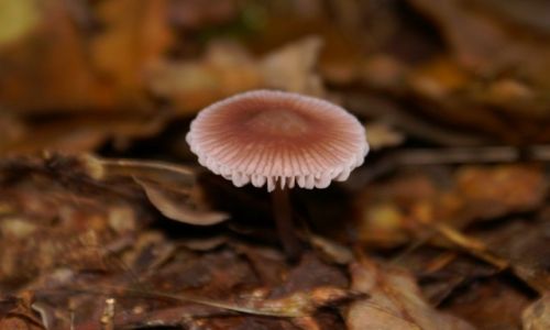 Zdjecie POLSKA / Podlasie / Puszcza Biaowieska / Opowieci z mchu i paproci ... UFO