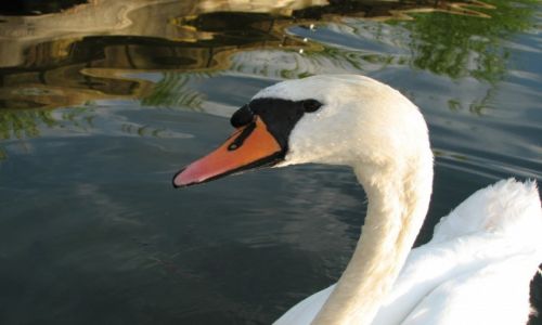 Zdjęcie POLSKA / warmińsko-mazurskie / jez.Mamry / Jezioro łabędzie