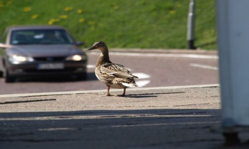 Zdjecie POLSKA / Szczecin / Way Chrobrego i ul. Komandorska / Dokd teraz?
