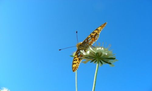 Zdjecie POLSKA / Opolski / Staniszcze wielkie / Motyl perowiec z poziomu kajaka