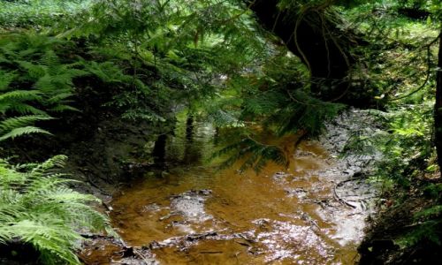 Zdjęcie POLSKA / Dolny Śląsk / Boguszów-Gorce / Leśny sytrumień