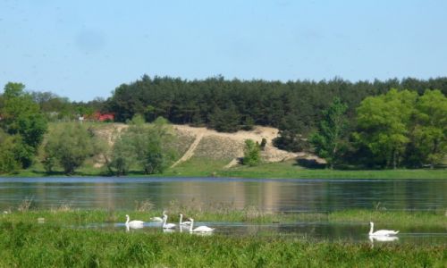 Zdjcie POLSKA / Kujawy Pomorze / Ciechocinek / Stadko na odnodze Wisy