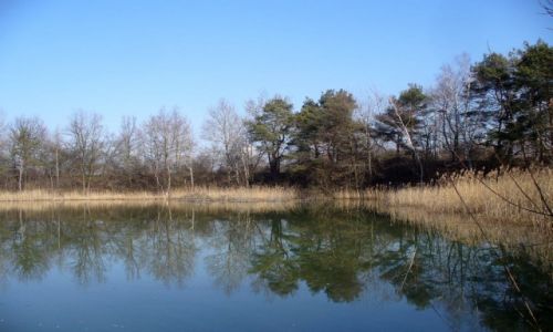Zdjecie POLSKA / opolskie / Nad Odr / Stawik w lutym