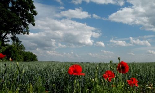 Zdjecie POLSKA / opolskie / Nowa Wie Krlewska / Ziele a po horyzont