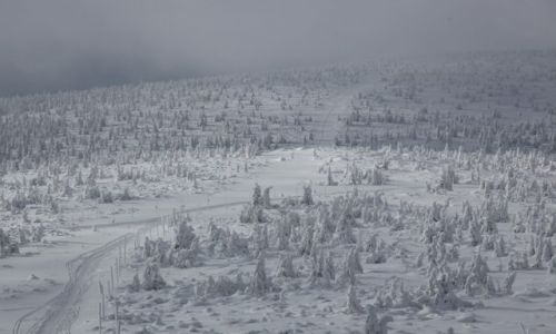 Zdjcie POLSKA / Karkonosze / Szrenica, 1362 m n.p.m. / Droga na Hal Szrenick