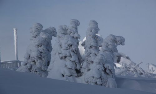 Zdjcie POLSKA / Karkonosze / Szrenica, 1362 m n.p.m. / Wdrujce chochoy