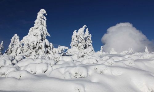 Zdjecie POLSKA / Karkonosze / W drodze na niek / Upione