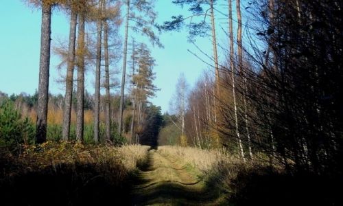 Zdjcie POLSKA / opolski / Suchy Br / Z mroku do wiatoci