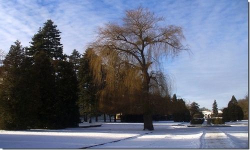 Zdjcie POLSKA / kujawsko pomorskie / w kurorcie / Zima w parku