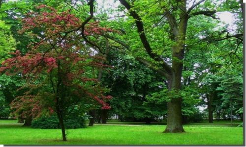 Zdjcie POLSKA / kujawsko pomorskie / w kurorcie / Park