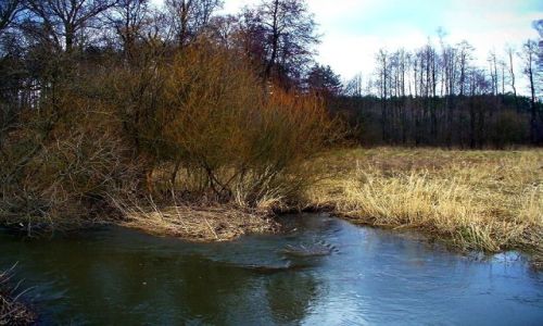Zdjęcie POLSKA / łódzkie / Wawrzkowizna / Rzeka wiosną