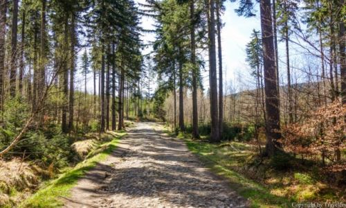 Zdjęcie POLSKA / Dolnośląskie / Szklarska Poręba / Droga przez las na Wodospad Kamieńczyka