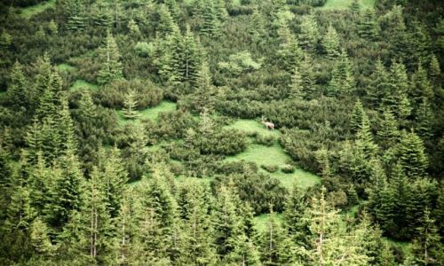 Zdjecie POLSKA / Tatry / Tatrzaski Park Narodowy / Krlewicz Tatr