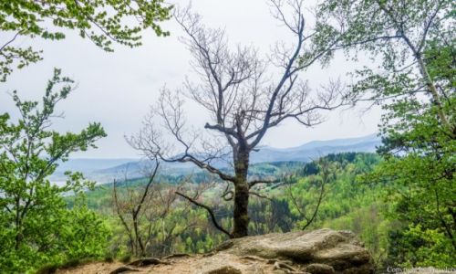 Zdjęcie POLSKA / Dolnośląskie / Jelenia Góra / Samotne drzewo obok szlaku na zamek