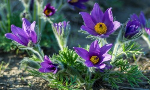 Zdjecie POLSKA / Pomorze / ogrd botaniczny w Oliwie / Wspomnienia wiosenne