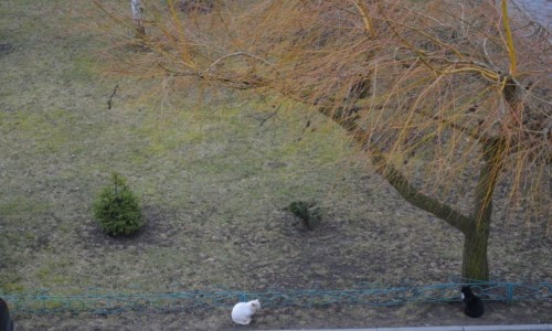 Zdj�cie POLSKA / pomorskie / pod moim balkonem / Gdzie ten trzeci ?