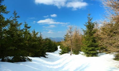 Zdjecie POLSKA / Beskid lski / Szczyrk / W drodze na  Malinowsk Ska..