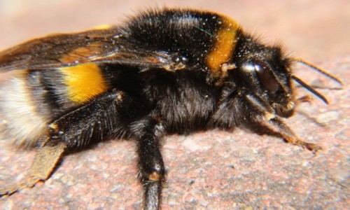 Zdjecie POLSKA / Mazowieckie / Legionowo / Trzmiel ziemny