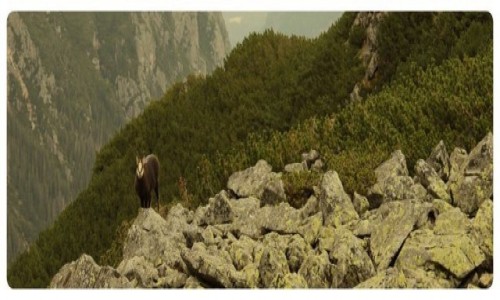 Zdjecie POLSKA / - / TATRY  / pozujca KOZICA