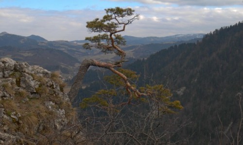 Zdjecie POLSKA / Pieniny / Sokolica / Sawa