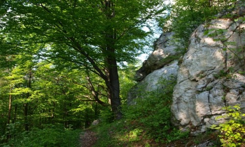 Zdjęcie POLSKA / jura krakowsko-częstochowska / Morsko / Morsko 2