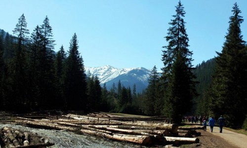 Zdjecie POLSKA / Tatry / Dolina Chochoowska / Na spotkanie z krokusami