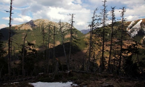 Zdjecie POLSKA / Tatry / Dolina Chochoowska / By las