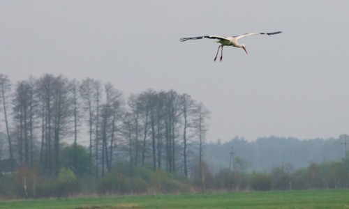 Zdjecie POLSKA / Podlasie / okolice Biebrzaskiego Parku narodowego / Dron