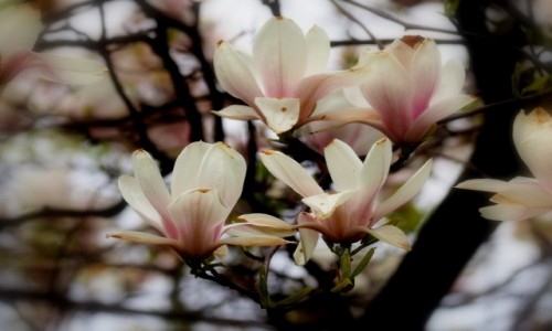 Zdjecie POLSKA / dzkie / d / Magnolia