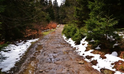 Zdjecie POLSKA / Beskid ywiecki / szlak z Soblwki / Na Rycerzow II