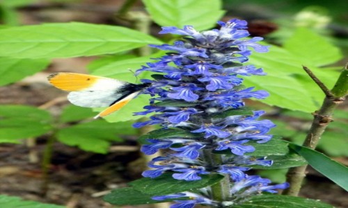Zdjecie POLSKA / Podlasie / Stare Masiewo / Zorzynek rzeuchowiec (Anthocharis cardamines)