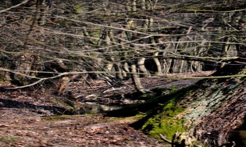 Zdjęcie POLSKA / Mazowieckie / Lipków / Las