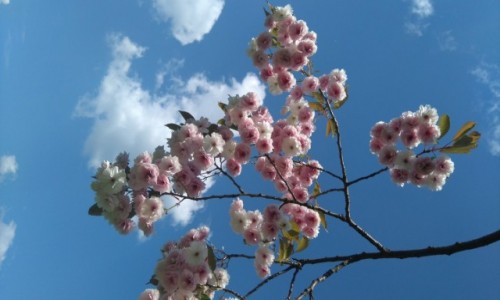 Zdjecie POLSKA / Mazowsze  / Warszawa / Hanami po polsku