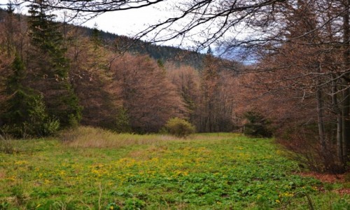 Zdjecie POLSKA / Beskid ywiecki / Sidziskie Pasionki / Beskidzka wiosna II