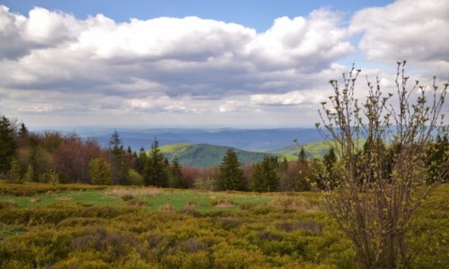 Zdjcie POLSKA / Beskid ywiecki / Hala Kucaowa / Beskidzka wiosna III