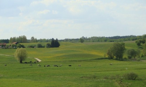 Zdjęcie POLSKA / Mazury / okolice Olsztyna / Krajobraz