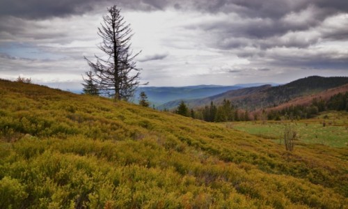 Zdjcie POLSKA / Beskid ywiecki / Przecz Kucaowa / Na przeczy