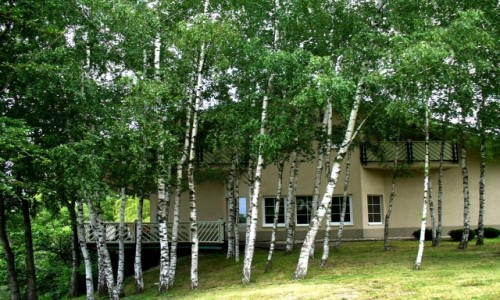 Zdjęcie POLSKA / opolskie / Zielona Zatoka / Brzozy przy domu.