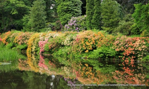 Zdjecie POLSKA / Dolny lsk / Wojsawice / Arboretum Wojsawice