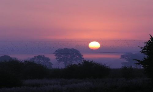 Zdjecie POLSKA / brak / Między RAWICZEM A WROCŁAWIEM / SUN&BIRDS