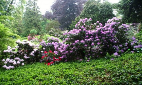 Zdjcie POLSKA / Dolny lsk / Wojsawice / arboretum