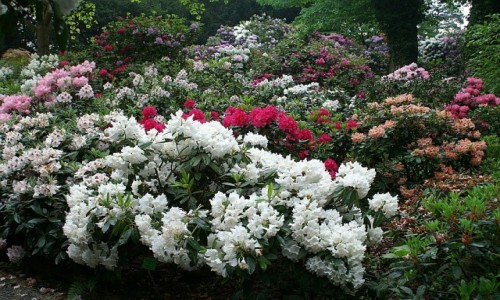 Zdjcie POLSKA / Dolny lsk / Wojsawice / arboretum