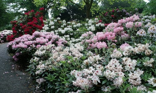 Zdjecie POLSKA / Dolny lsk / Wojsawice / arboretum