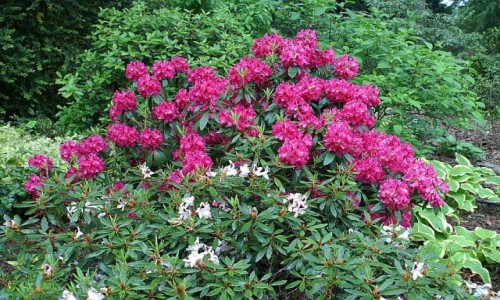 Zdjcie POLSKA / Dolny lsk / Wojsawice / arboretum