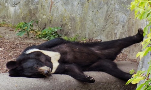 Zdjecie POLSKA / Dolnolskie / Wrocawskie ZOO / Ursus himalajsko-wrocawski