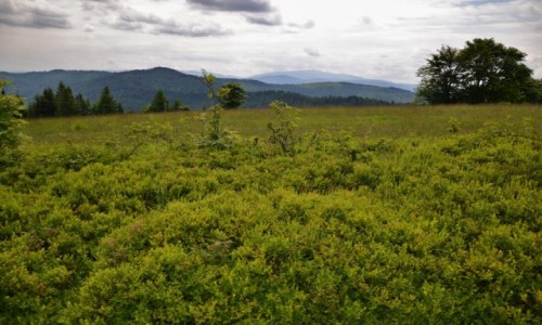 Zdjcie POLSKA / Beskid May / Potrjna / Widok na Babi Gr