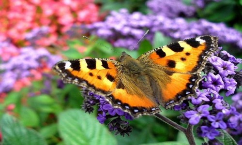 Zdjęcie POLSKA / kujawsko pomorskie / Ciechocinek / Rusałka pokrzywnik, na heliotropie peruwiańskim.
