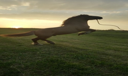 Zdjecie POLSKA / Ma�opolska / Nowy Targ  / Prawie jak  mustang