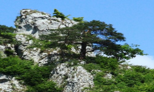 Zdjcie POLSKA / Jura Krakowsko-Czstochowska / Ojcw / ycie na skale
